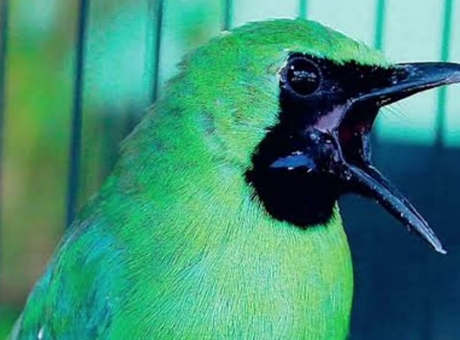 Awas! Putar Suara Burung Juga Kena Royalti: Ini Penjelasannya